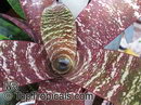 Rock Bromeliad